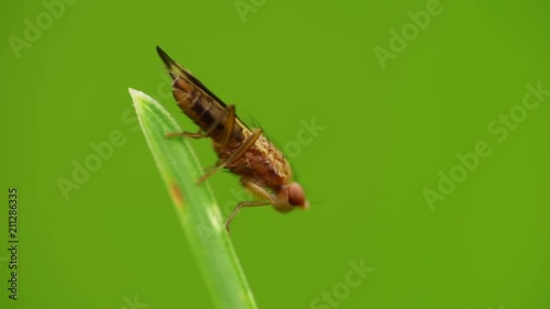 Close-up of a small and brown Opomyza florum with tenacious paws and a bristly body sitting and swaying on a green leaf in the foothills of the Caucasus photo