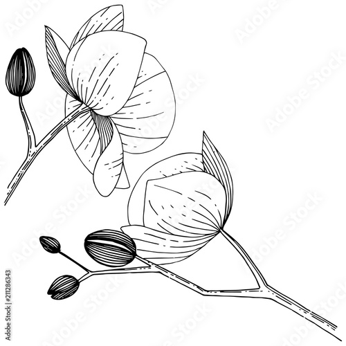 Orchid flower in a vector style isolated. Full name of the plant: orchid. Vector flower for background, texture, wrapper pattern, frame or border.