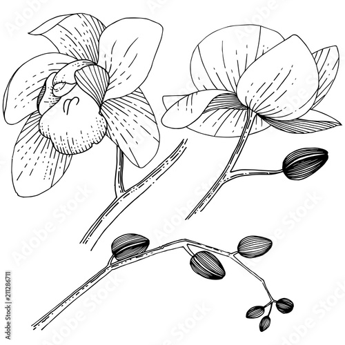 Orchid flower in a vector style isolated. Full name of the plant: orchid. Vector flower for background, texture, wrapper pattern, frame or border.