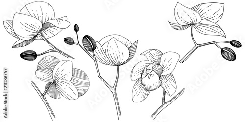 Orchid flower in a vector style isolated. Full name of the plant: orchid. Vector flower for background, texture, wrapper pattern, frame or border.