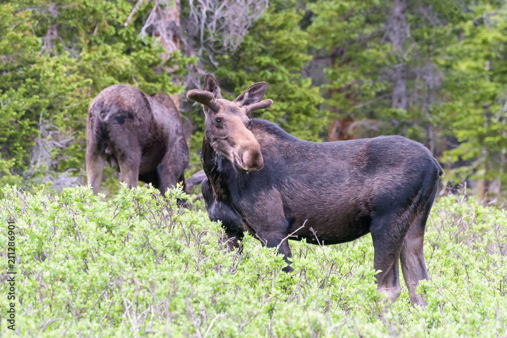Shiras Moose of The Colorado Rocky Mountains Shiras Moose of The Colorado Rocky Mountains