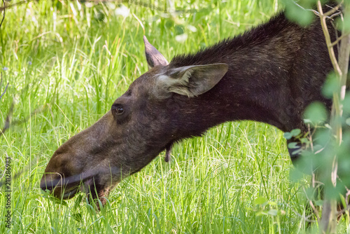 Shiras Moose of The Colorado Rocky Mountains photo