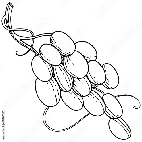 Vector grapes  healthy food in a watercolor style isolated. Full name of the fruit: grapes.Vector wild fruit for background, texture, wrapper pattern or menu.