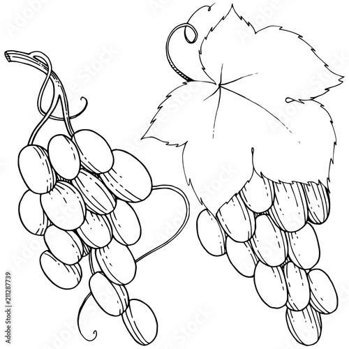 Vector grapes  healthy food in a watercolor style isolated. Full name of the fruit: grapes.Vector wild fruit for background, texture, wrapper pattern or menu.