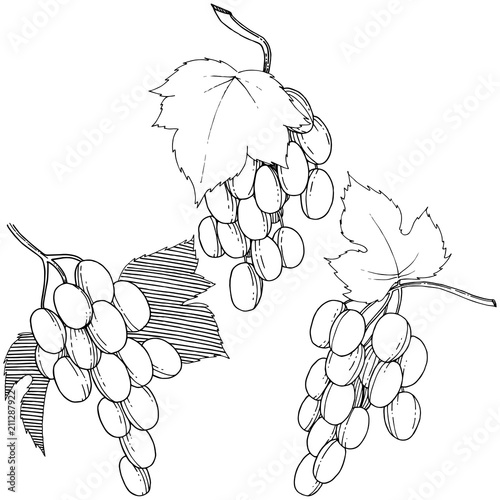 Vector grapes  healthy food in a watercolor style isolated. Full name of the fruit: grapes.Vector wild fruit for background, texture, wrapper pattern or menu.