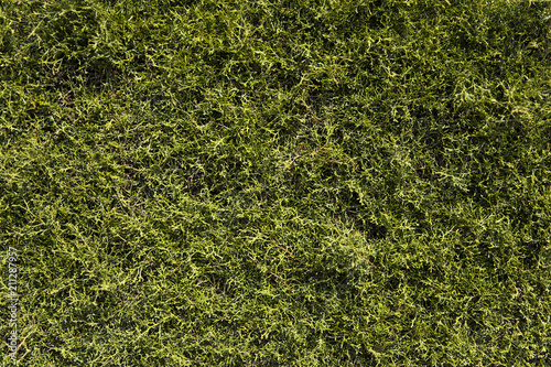 Natural green background