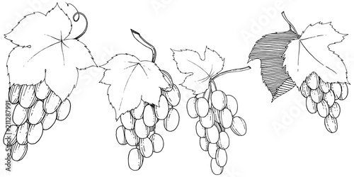 Vector grapes  healthy food in a watercolor style isolated. Full name of the fruit: grapes.Vector wild fruit for background, texture, wrapper pattern or menu.