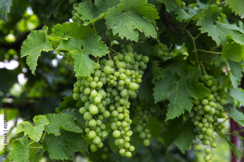 Growing young grapes in the garden. Growing young grapes in the garden.
