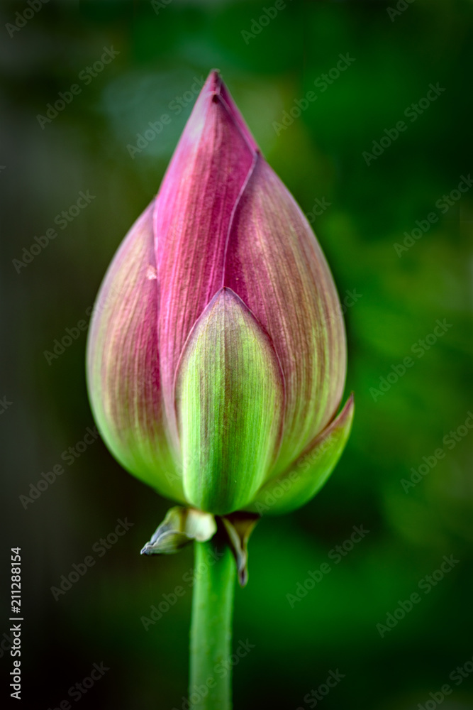 Fototapeta premium Only You