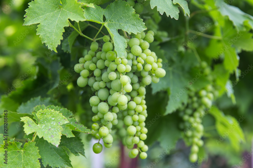 Growing young grapes in the garden. Growing young grapes in the garden.