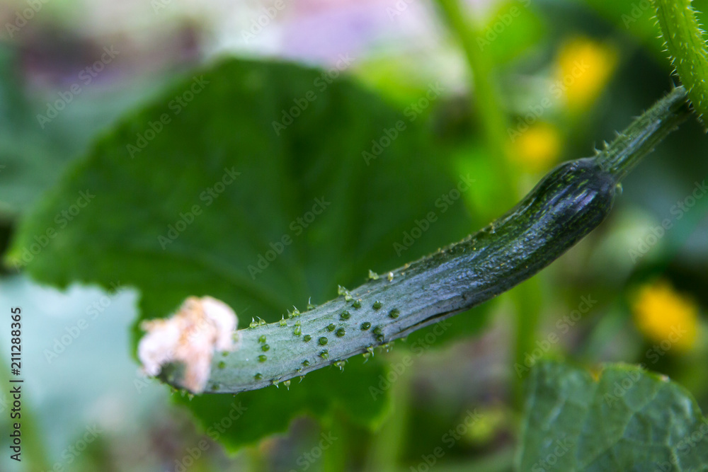 Fototapeta premium Growing young cucumber in the garden.