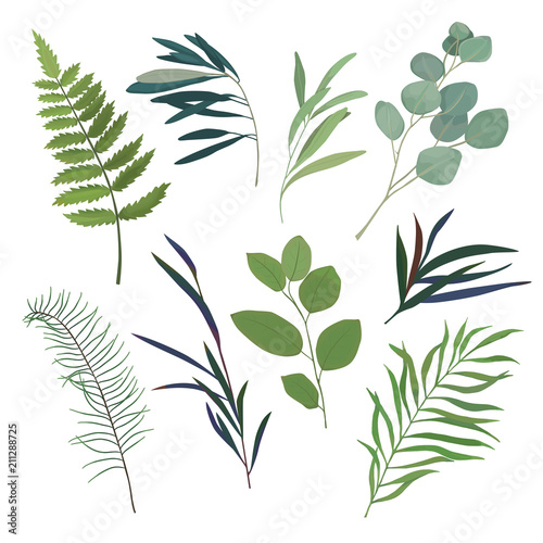 Floral greenery set with eucalyptus and fern branch. Vector illustration. Watercolor style