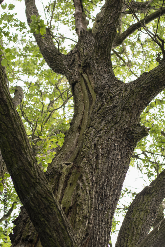 Rising crack on the oak tree.