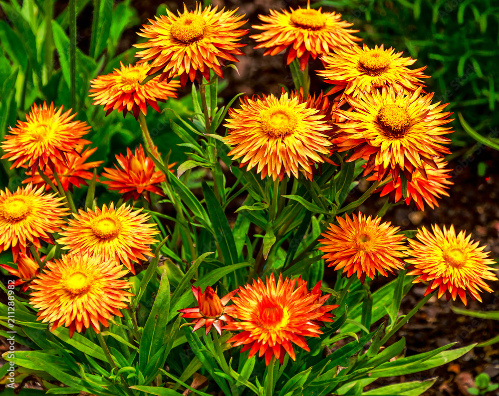 Sommerblumenbeet mit Strohblumen (Xerochrysum bracteatum) Sommerblumenbeet mit Strohblumen (Xerochrysum bracteatum)