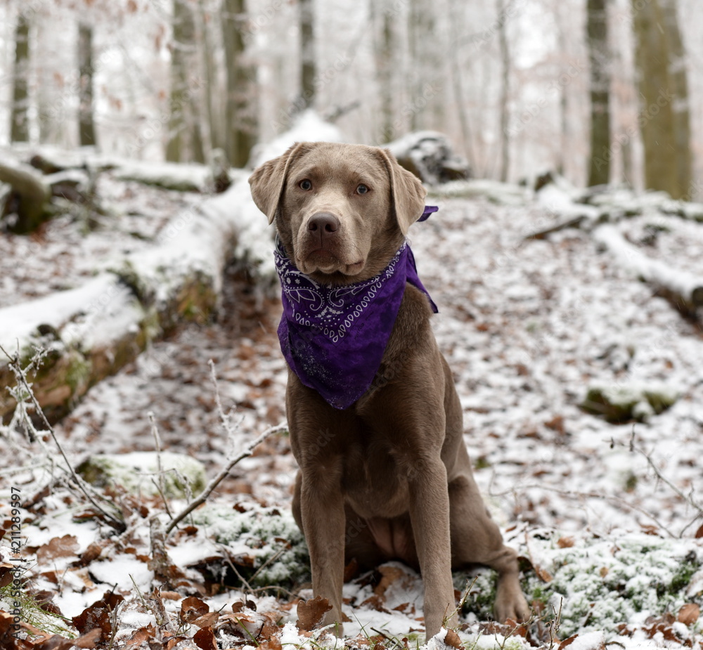 Labrador in Winter Labrador in Winter