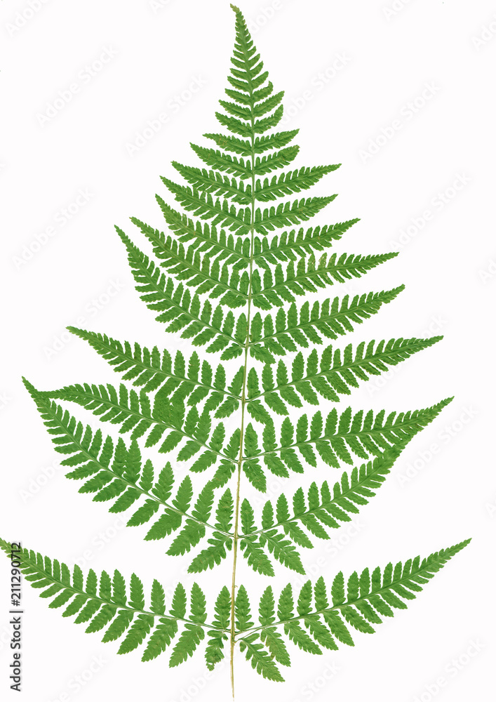 Green Fern leaves on branch. The green silhouette isolated on white background.Macro.