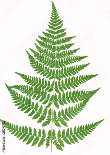 Green Fern leaves on branch. The green silhouette isolated on white background.Macro. © assistant