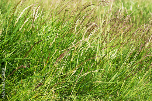 A close up of tall green grass. Background