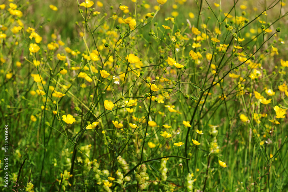 Fototapeta premium Bright yellow buttercup flowers in high grasses