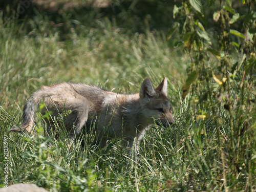 Loup