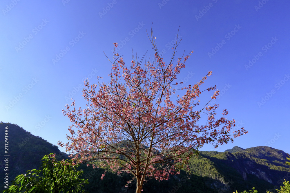 Wild Himalayan Cherry