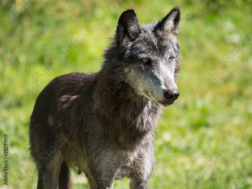 Loup © photoloulou91