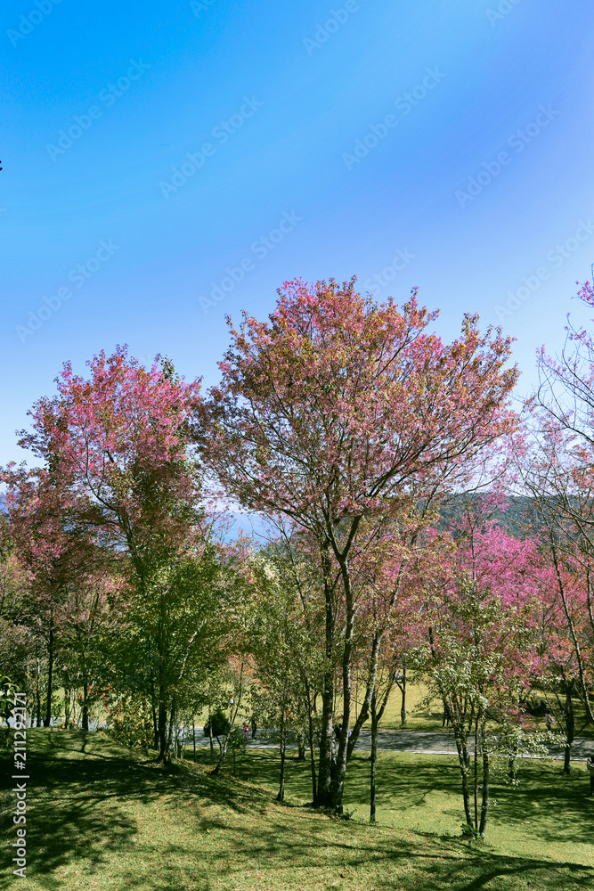 Wild Himalayan Cherry
