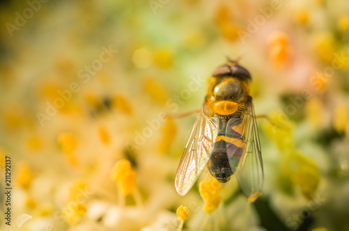 insecte abeille seule sur une fleur sous le soleil