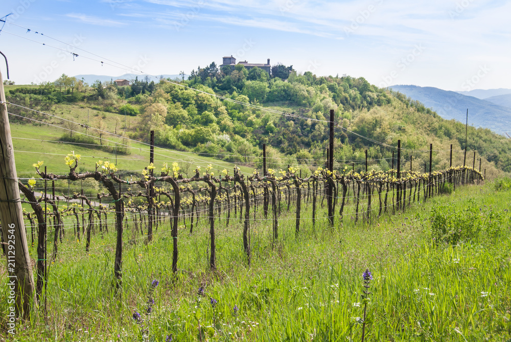 Vineyards to produce wine with the hermitage of Santa Maria del Silenzio