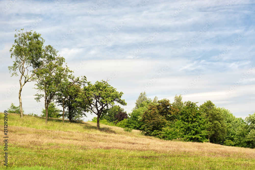 Trees and bushes at the end of a field of green and yellow grass. Blue sky with white clouds Trees and bushes at the end of a field of green and yellow grass. Blue sky with white clouds