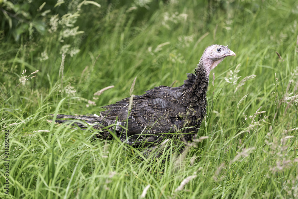 Junge Bronzepute im grünen Gras in Freilandhaltung Junge Bronzepute im grünen Gras in Freilandhaltung