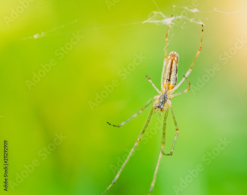 araignée seule sur sa toile sur fond vert