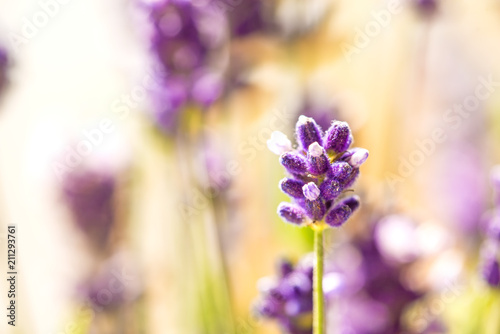 Lavender with blurred background