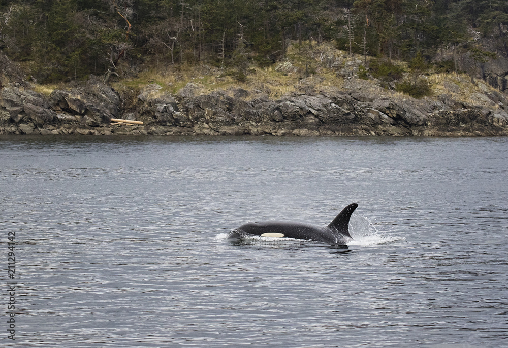 Fototapeta premium Orcas swimming in the salish sea