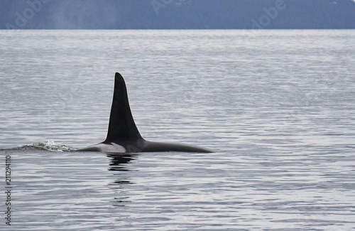 Orca swimming in the Salish Sea