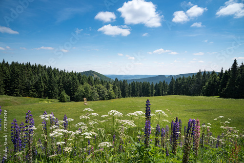 Fototapeta Naklejka Na Ścianę i Meble -  Landschaft an der Schmücke / Thüringer Wald
