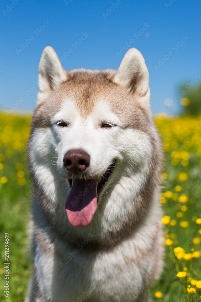 Portrait of A dog breed siberian husky in the buttercup field. Image of Siberian husky is in beautiful grass and flowers