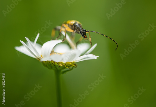 insecte longicorne noir et jaune seul sur une fleur blanche en gros plan