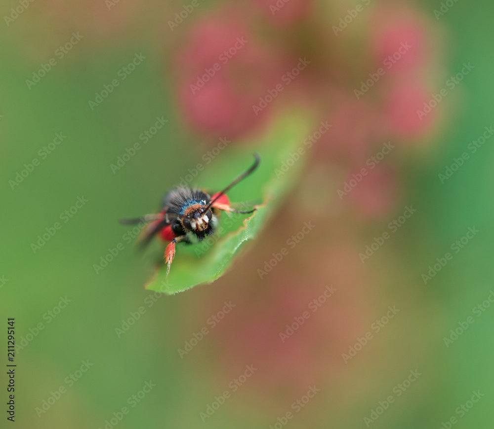 insecte seul rouge et noir sur une feuille en gros plan en couleur insecte seul rouge et noir sur une feuille en gros plan en couleur