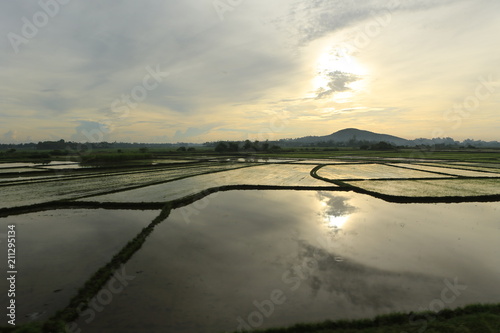 Culture de riz en Asie