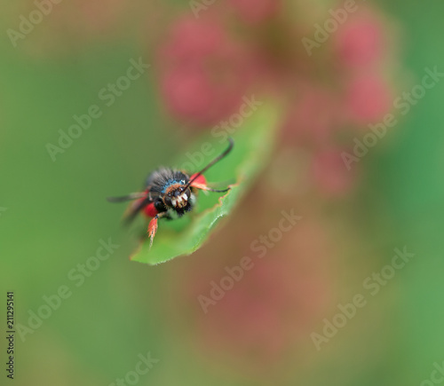 insecte seul rouge et noir sur une feuille en gros plan en couleur © david léotard
