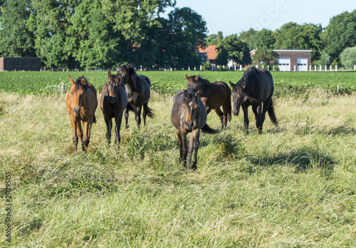 group of six horses