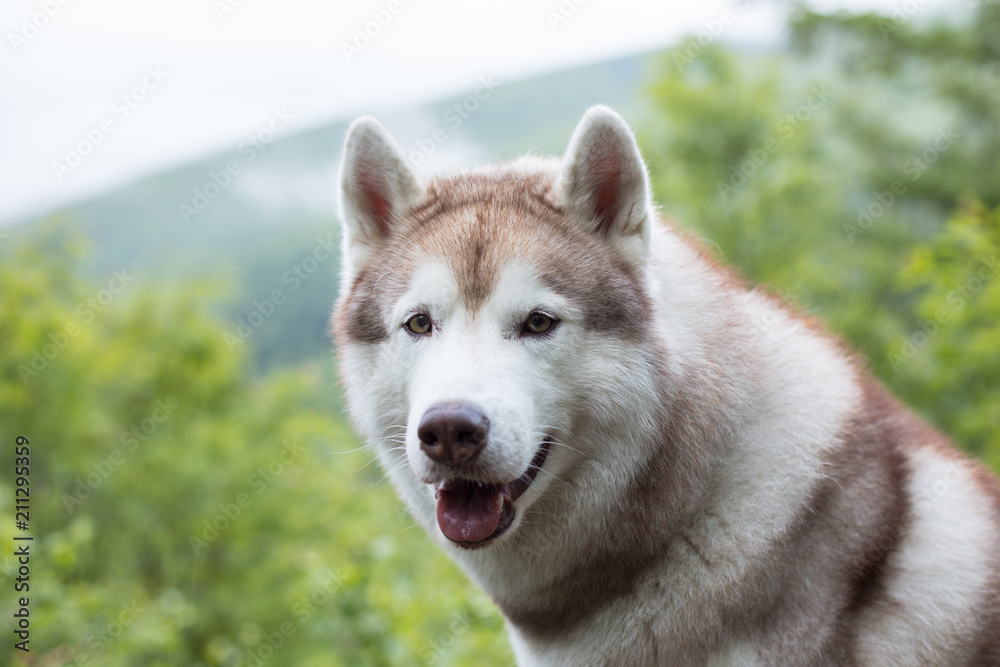 Fototapeta premium Portrait of attentive beige and white Siberian Husky dog in the forest on mountains background.
