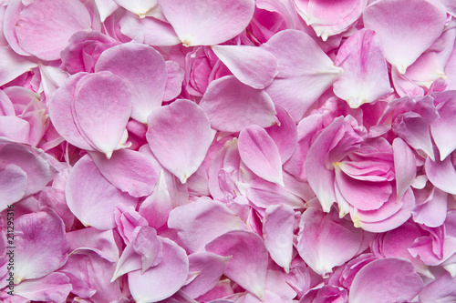 Pink rose petals. Pink rose © Clickmanis
