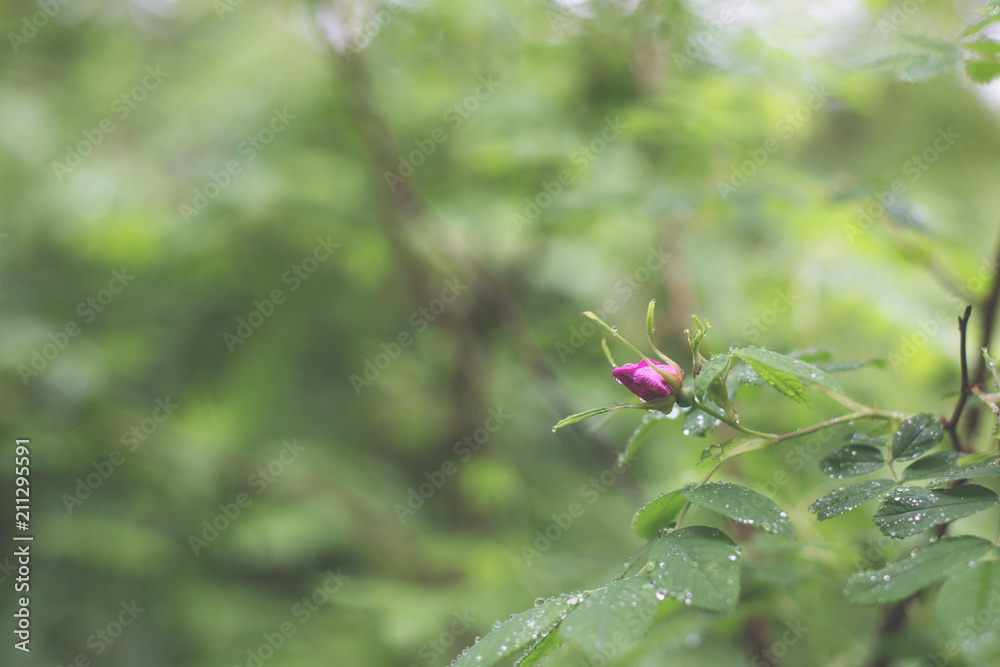 Close-up Image of blooming pink dogrose wildflower in the forest after the rain on a green background Close-up Image of blooming pink dogrose wildflower in the forest after the rain on a green background