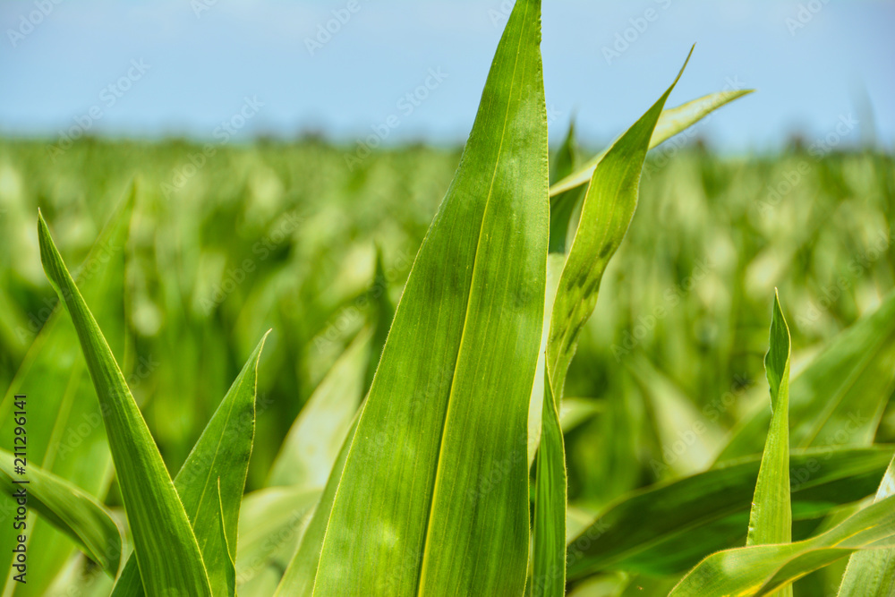 Obraz premium Maisfeld im Sommer