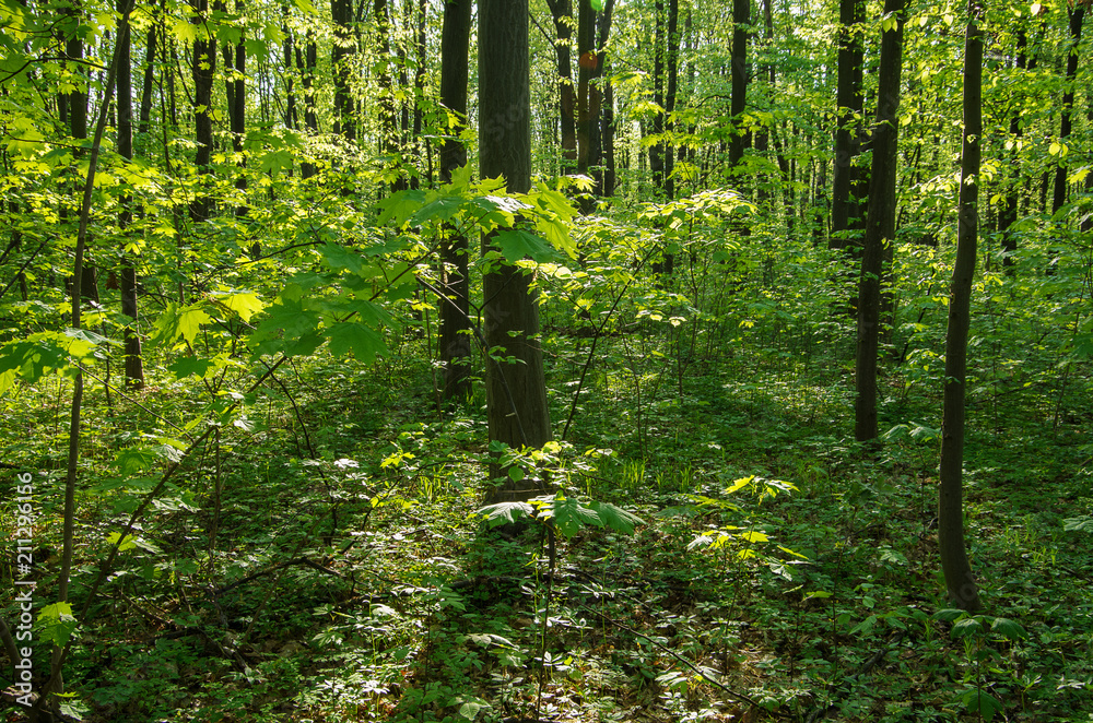 Obraz premium Sunlight in the green forest, spring time