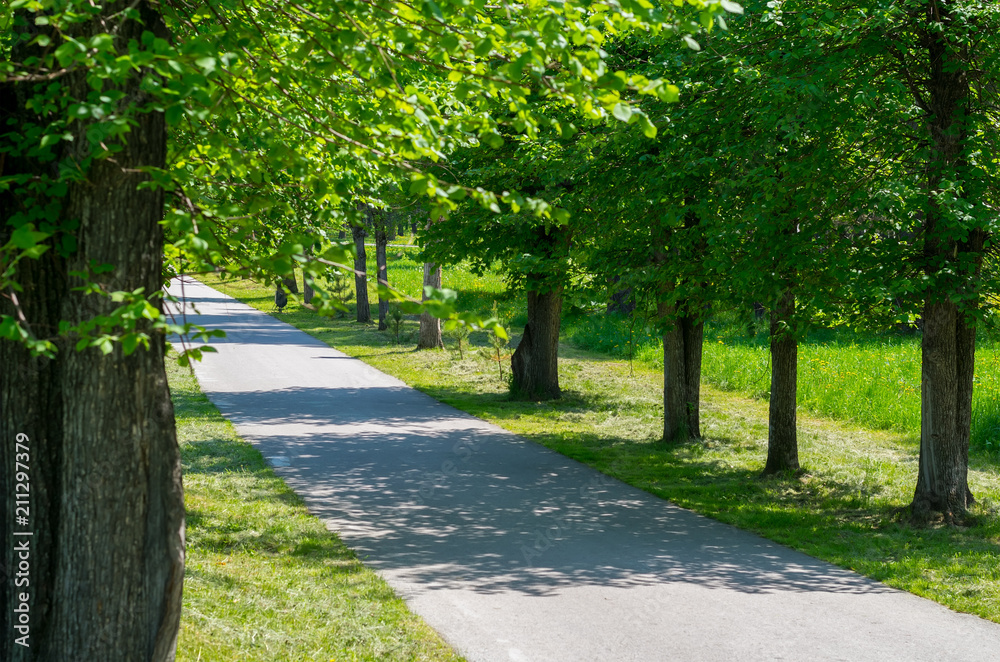 Obraz premium A green alley in the recreation Park with an asphalt path