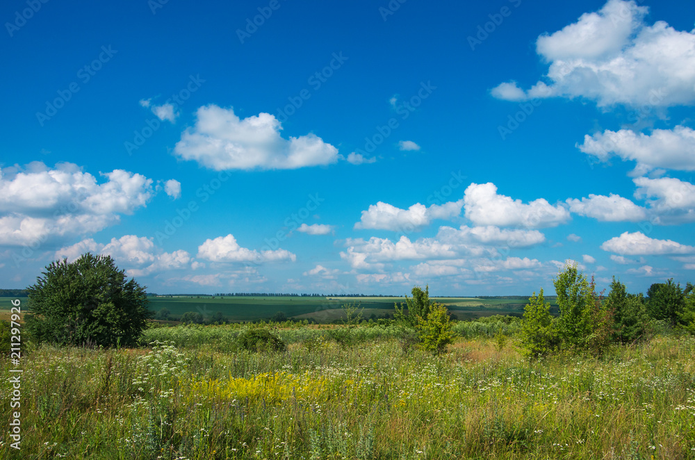 green meadow and blue sky with clouds in summer green meadow and blue sky with clouds in summer