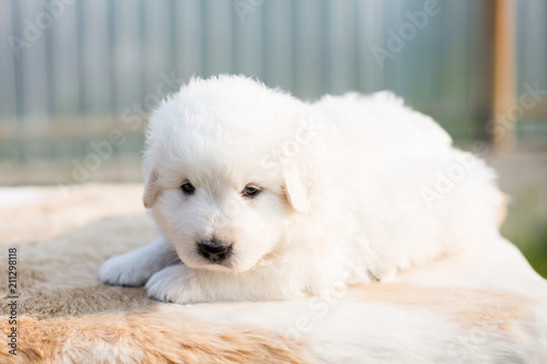 Portrait of a serious maremmano sheepdog puppy with tonque out lying on the table outside in summer. Cute white maremma puppy photo